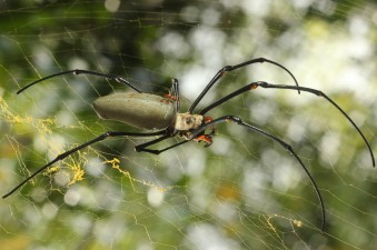 Nephila female and male (Townsville)