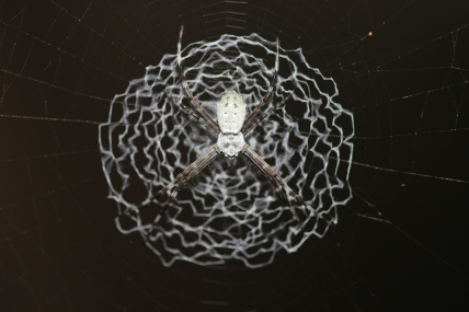 Argiope spider (Panama)