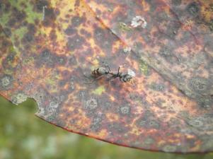 Myrmecia Bull ant (NSW)